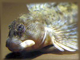 Coryphoblennius galerita_0005